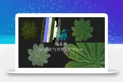 1款3D扫描伞树植被树叶自然植物叶子双面扫描图8K纹理贴图
