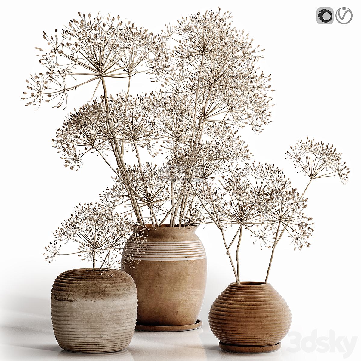 Heracleum Plant Set Vray 3D模型