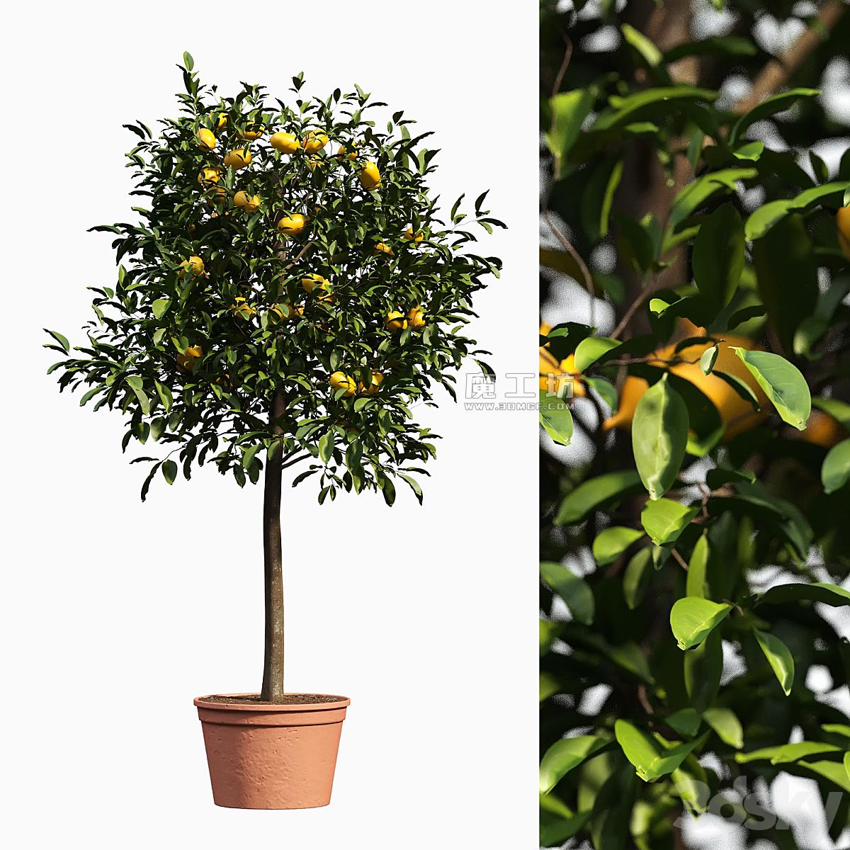 Limon Bushes 3D模型
