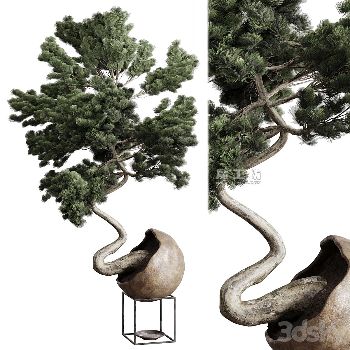 Bonsai 01 Vray 2015 3D模型 Bonsai 01 Vray 2015 3D模型