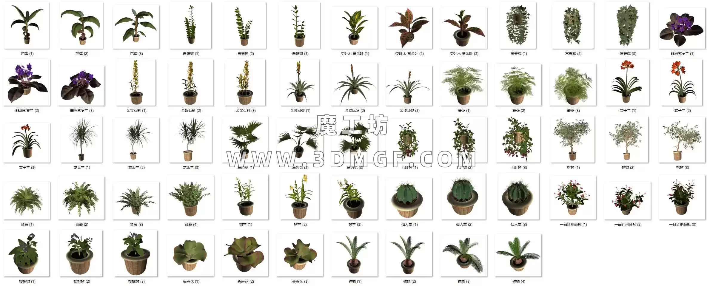魔工坊-20个盆栽植物仙人掌 C4D模型带贴图