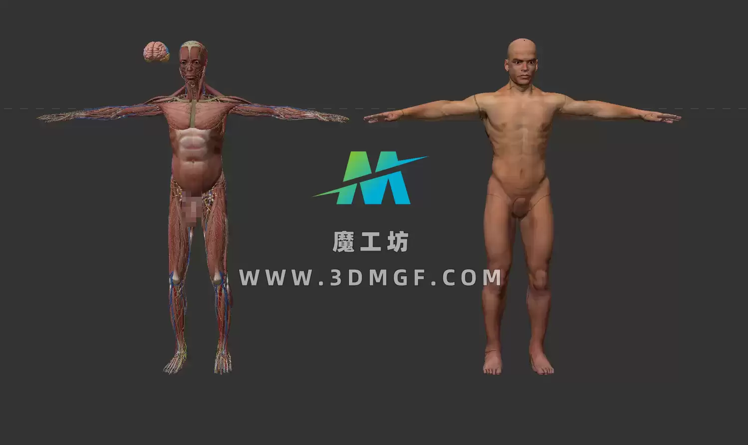 魔工坊-三维人体男性和女性完整解剖 人体器官肌肉骨骼内脏