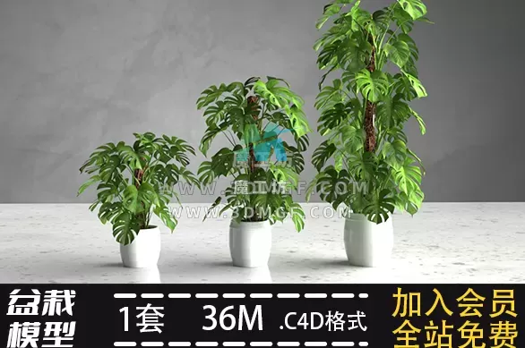 室内植物盆栽模型oc渲染带材质贴图