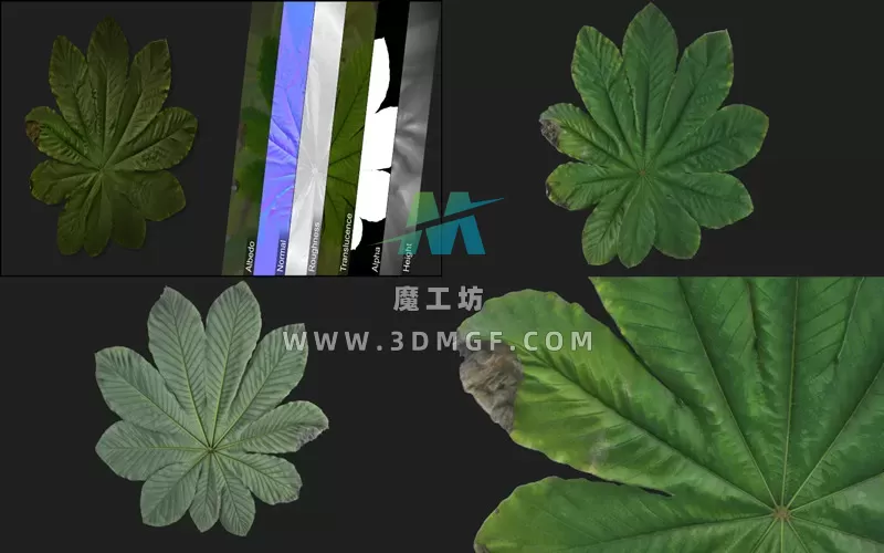 1款3D扫描伞树植被树叶自然植物叶子双面扫描图8K纹理贴图