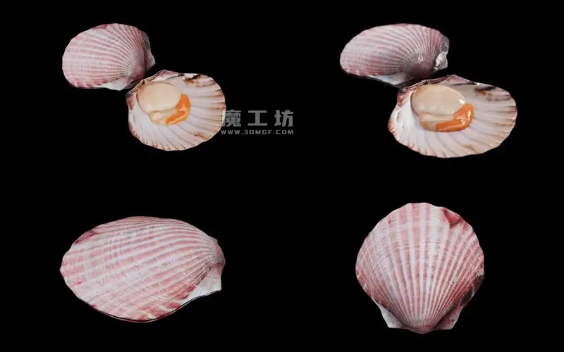 扇贝贝类海洋生物3D模型贝壳海鲜外壳身体内部带4K纹理