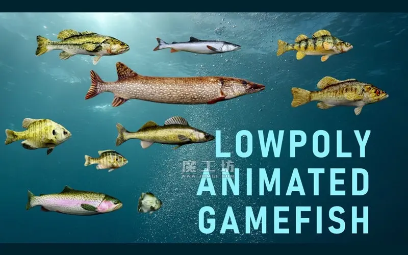 海洋鱼类梭鱼鳟鱼3D模型淡水鱼鲈鱼资产带骨骼游泳动画